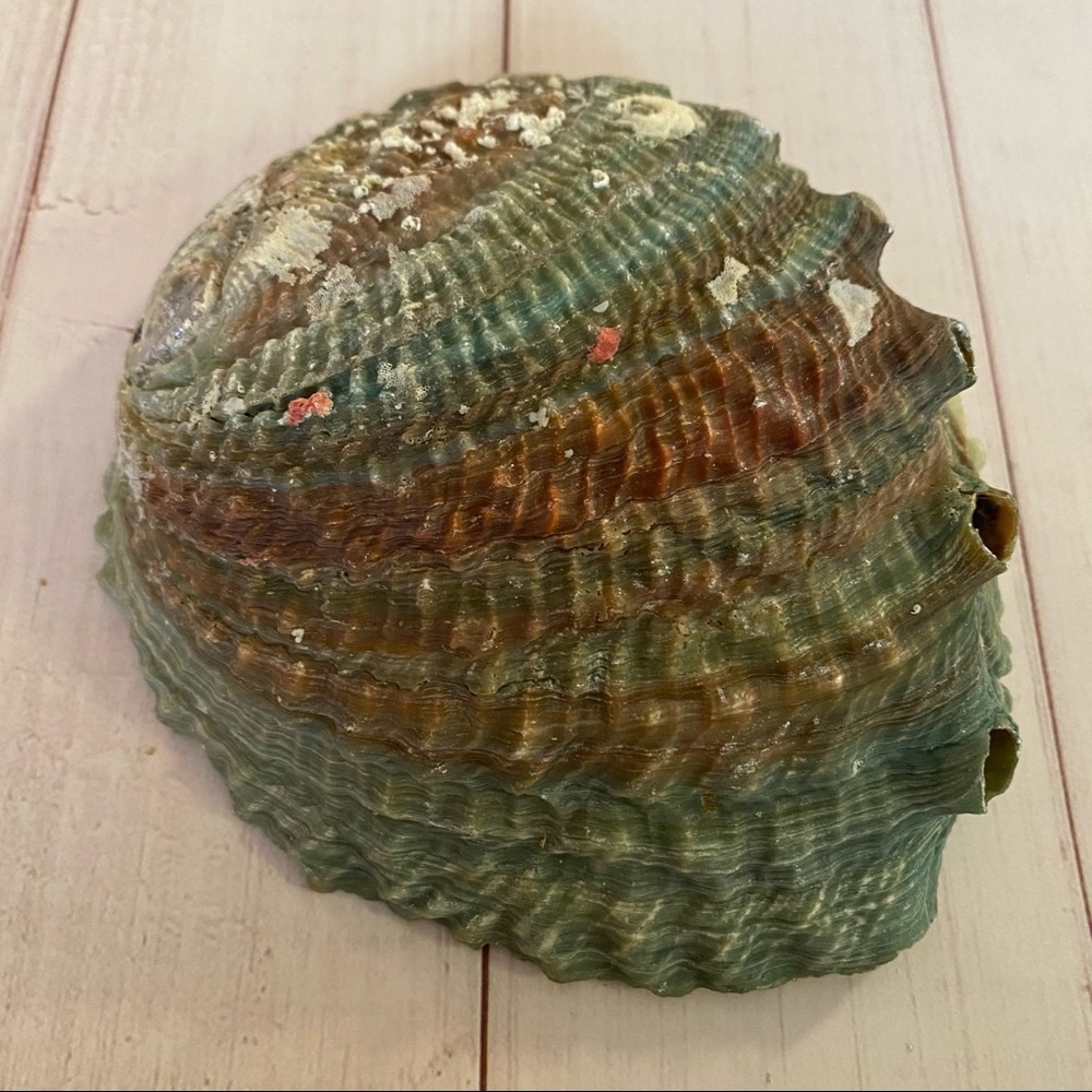 Vintage Abalone Sea Shell - Picture 8 of 9